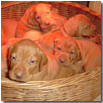 CESTINO DI CUCCIOLI